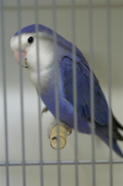 turquoise violet (Small).JPG