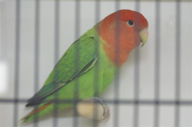 vert opaline (Small).JPG