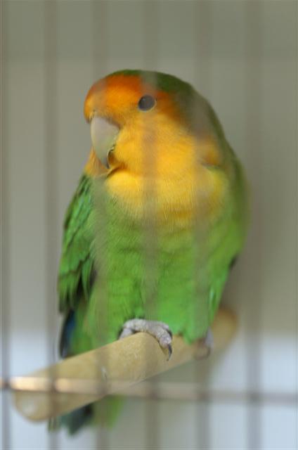 vert masque orange (Small).JPG