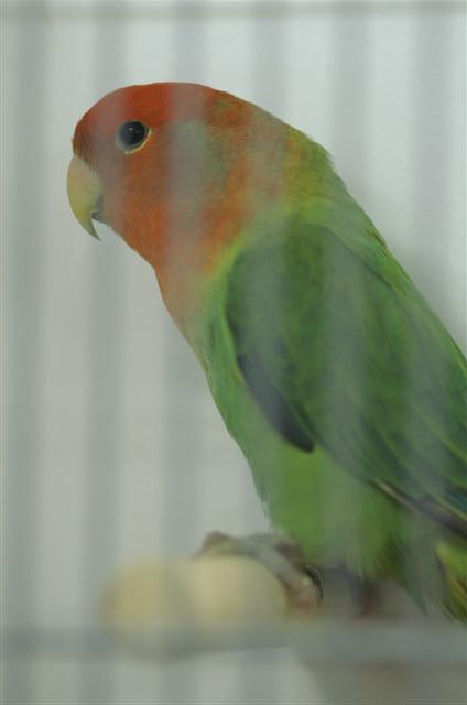 vert foncÃ© opaline (Small).JPG