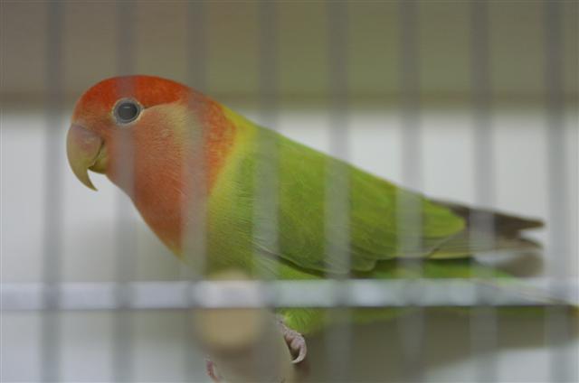 vert opaline cinnamon (Small).JPG