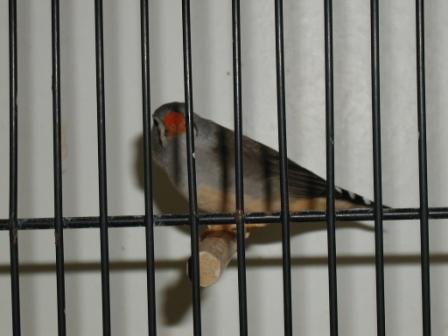 Mandarin du Timor Femelle.JPG