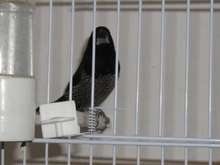 Moineau du Japon 2.JPG