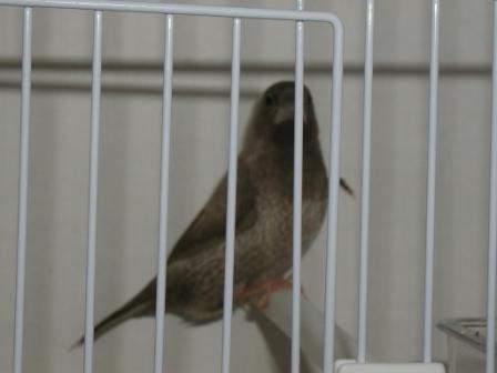 Moineau du Japon 3.JPG