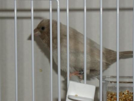 Moineau du Japon 4.JPG