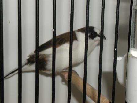 Moineau du Japon 8.JPG