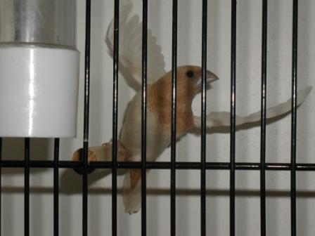 Moineau du Japon 9.JPG