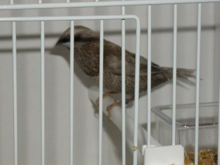 Moineau du Japon 10.JPG