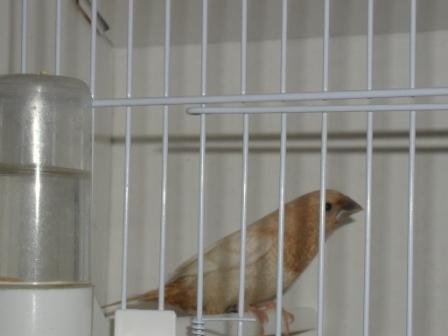 Moineau du Japon 11.JPG