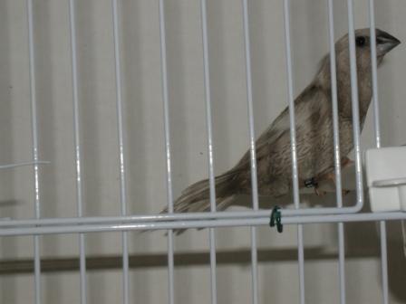 Moineau du Japon 12.JPG