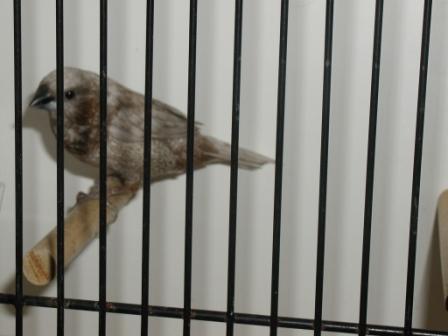 Moineau du Japon 13.JPG