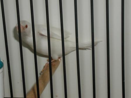 Moineau du Japon Albinos.JPG