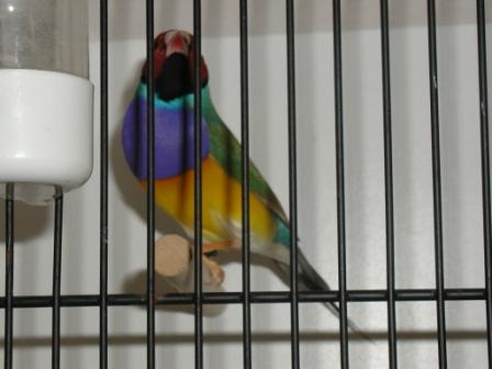 Gould MÃ¢le TÃªte Rouge.JPG