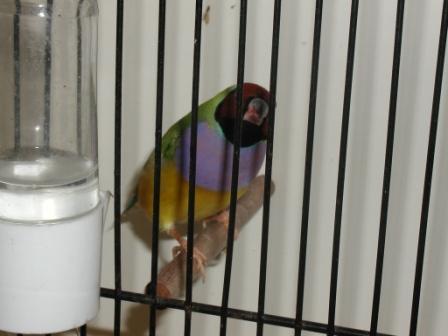 Gould Femelle TÃªte Rouge.JPG