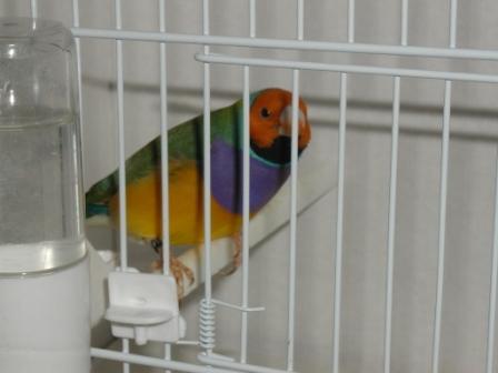 Gould MÃ¢le TÃªte Orange.JPG