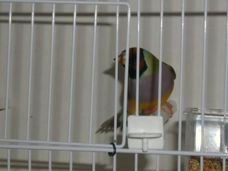 Gould Femelle TÃªte Orange.JPG