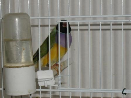 Gould MÃ¢le TÃªte Noire.JPG