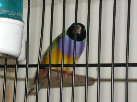 Gould MÃ¢le TÃªte Noire (2).JPG