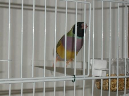 Gould Femelle TÃªte Noire.JPG