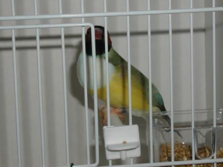 Gould Femelle TR PB.JPG