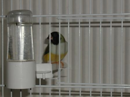 Gould Femelle TN PB.JPG