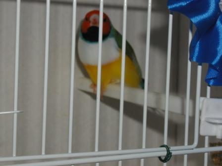 Gould MÃ¢le TO PB.JPG