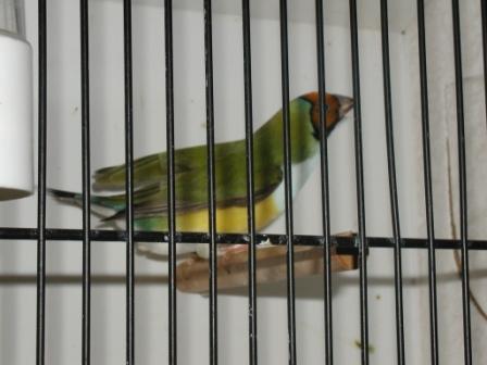 Gould Femelle TO PB.JPG