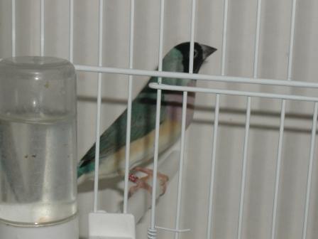 Gould Femelle Bleu TN.JPG