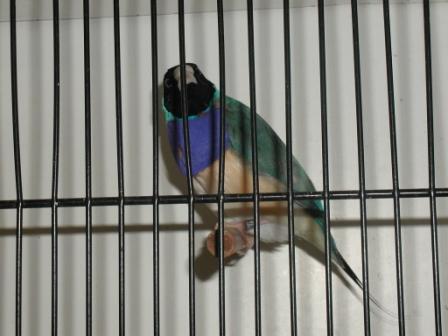 Gould MÃ¢le Bleu TN.JPG