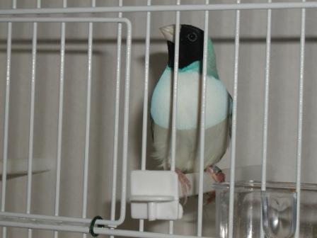 Gould MÃ¢le Bleu TN PB.JPG