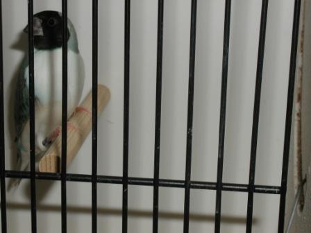 Gould Bleu TN PB.JPG