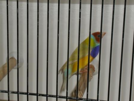 Gould MÃ¢le Pastel TR.JPG