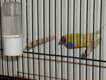 Gould MÃ¢le Pastel TR 2.JPG