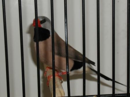 Bavette Longue Queue de Heck.JPG