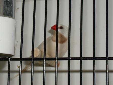 Bavette Longue Queue CrÃ©me-ino.JPG