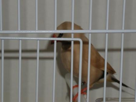 Bavette Longue Queue Isabelle.JPG