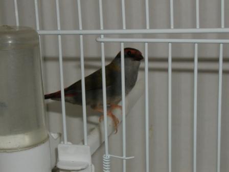 Diamant 5 Couleurs.JPG