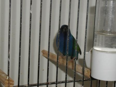 Diamant Azuvert 2.JPG