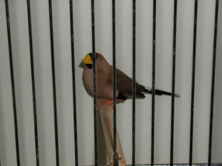 Diamant MasquÃ©.JPG