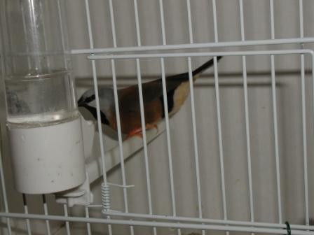 Bavette Courte Queue.JPG