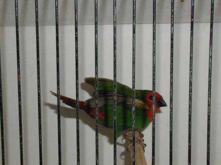 Pape de NoumÃ©a.JPG