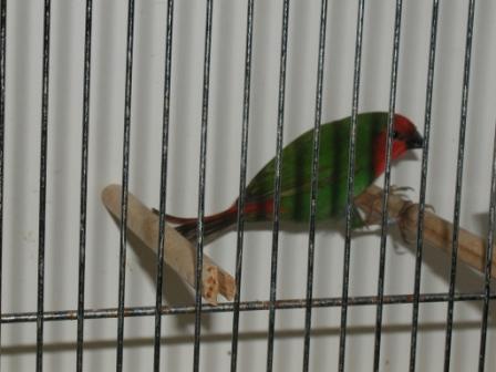 Pape de NoumÃ©a 2.JPG