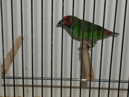 Diamant de Peale.JPG