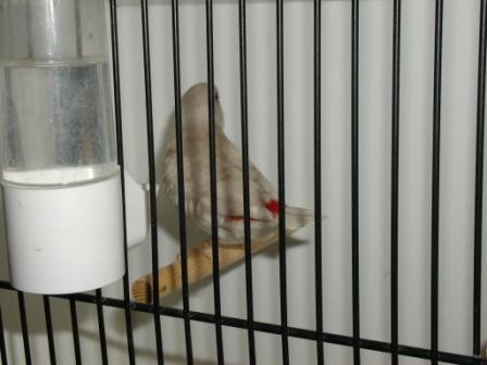 Goutellette ArgentÃ©e.JPG