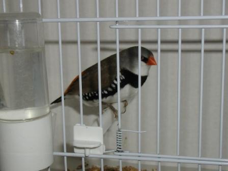 Goutellete Ã  Bec Jaune.JPG