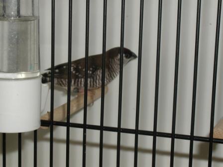 Modeste MÃ¢le 2.JPG