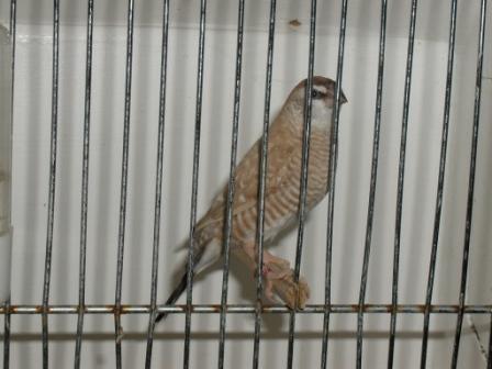 Modeste Femelle Isabelle 2.JPG