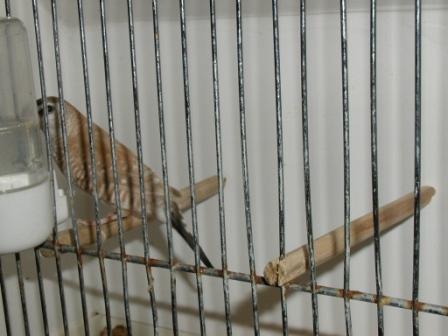 Modeste Femelle Isabelle.JPG