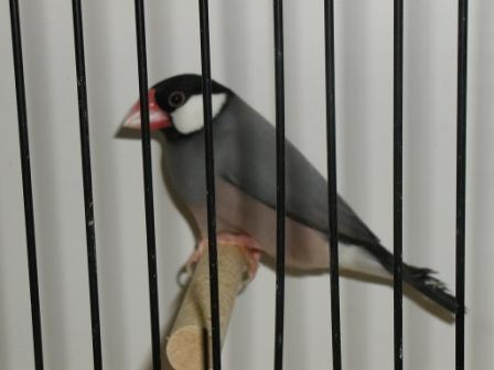 Padda Type Sauvage.JPG