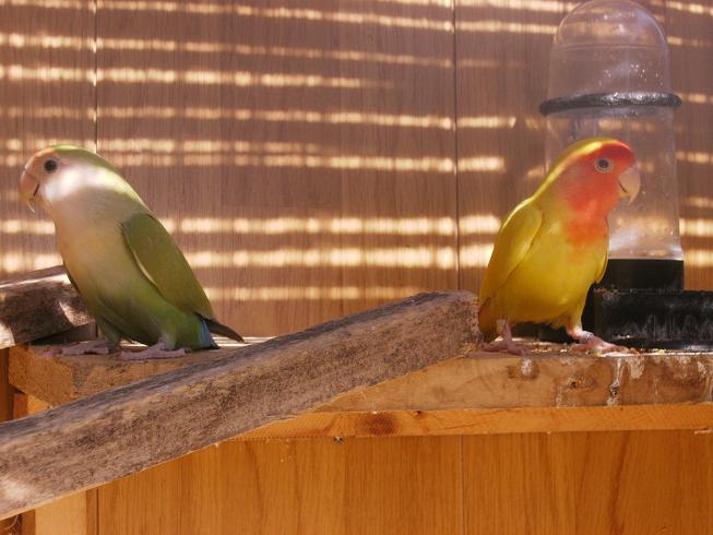 insÃ©parables couple 1.JPG